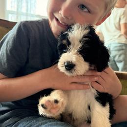 Shirley - Tri-color female Bernedoodle puppy in Portland, Oregon from Sandy Creek Bernedoodles