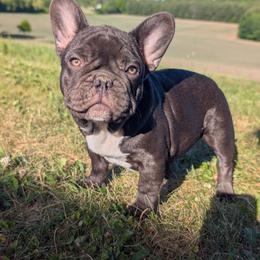 Dexter - Liver male French Bulldog puppy in Fort Atkinson, Wisconsin from Bishop Bullyz