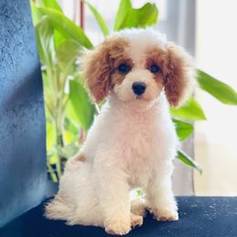 Chip - Poodle