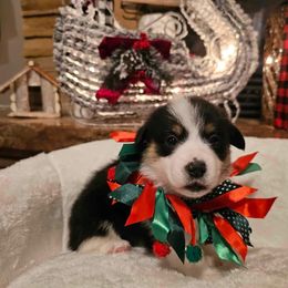Girl 1 - White and black Pembroke Welsh Corgi puppy in Atascadero, California from California Corgis and Kunes