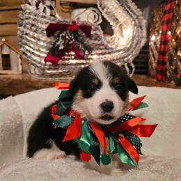 Girl 1 - White and black Pembroke Welsh Corgi puppy in Atascadero, California from California Corgis and Kunes