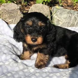 Dachshunds from Vogelsang’s Miniature Dachshunds
