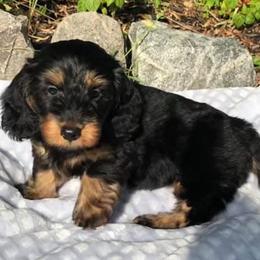 Dachshunds from Vogelsang’s Miniature Dachshunds
