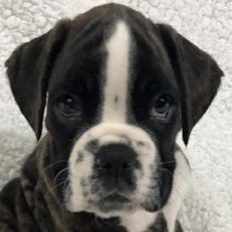 Boxers from Cimarron European Boxers
