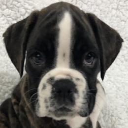 Boxers from Cimarron European Boxers