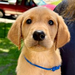 Benedict - Yellow male Labrador Retriever puppy in Great Falls, Montana from Yogo Point Kennels