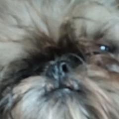 Brussels Griffons from Carol's Brussels Griffon