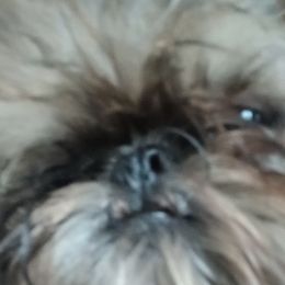 Brussels Griffons from Carol's Brussels Griffon