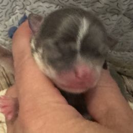 River - Blue merle male Chihuahua puppy in Brooklyn, Connecticut from Ladybug Chihuahuas