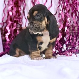 Norro - Black brown and white male Basset Hound puppy in Springfield, Missouri from Baylee’s Bassets
