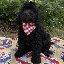 Coriander - male Golden Mountain Doodle puppy in Tulsa, Oklahoma from Turpin Ranch
