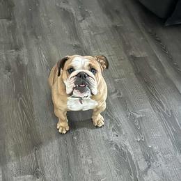Ruby - Bulldog