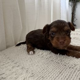 Hope - Liver female Yorkshire Terrier puppy in Elk Ridge, Utah from Janita's Yorkshire Terriers