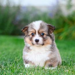 Twinkie - Red female Pembroke Welsh Corgi puppy in Mona, Utah from Sorensen Corgis