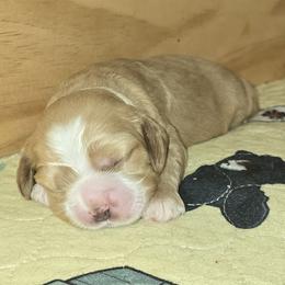 Cocker Spaniel Puppies from Kellie's Cocker Spaniels