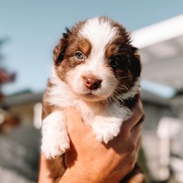 Porsche - Red tri-color female Australian Shepherd puppy in Meridian, Idaho from Boise Aussie Paws