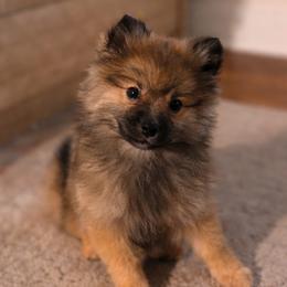 Stella - Wolf sable female Pomeranian puppy in Atlanta, Georgia from Merle Paws Pomeranians