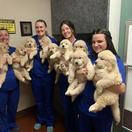 Golden Retriever Puppies from Dogwood Springs Golden Retrievers