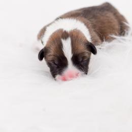 Green Collar - Red male Pembroke Welsh Corgi puppy in Santaquin, Utah from Blacktail Mountain Corgis