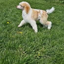 Chaps - Parti male Poodle puppy in Mcbain, Michigan from Northern Creek