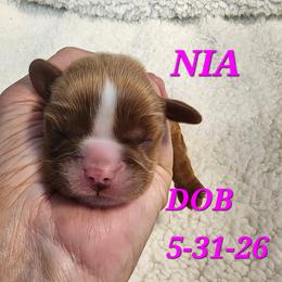AKC NIA - Ruby female Cavalier King Charles Spaniel puppy in Joplin, Missouri, Missouri from HOL-A-DA CAVALIERS