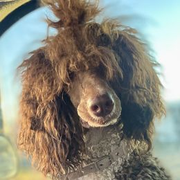 Poodles from Rossiter Poodles