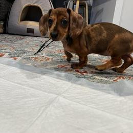 Dachshund Puppies from Witchy Woman’s Wiener’s