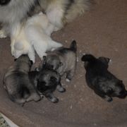 Girl 1 - White female Keeshond puppy in Fayetteville, Tennessee from Erbekees-Keeshonden