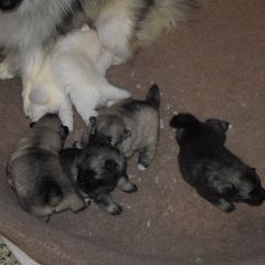 Girl 1 - White female Keeshond puppy in Fayetteville, Tennessee from Erbekees-Keeshonden