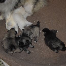 Girl 1 - White female Keeshond puppy in Fayetteville, Tennessee from Erbekees-Keeshonden