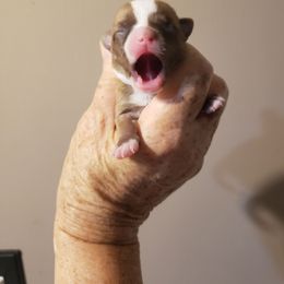 Charlie - Chocolate and white male Chihuahua puppy in Nc, Florida from Brusseluv2