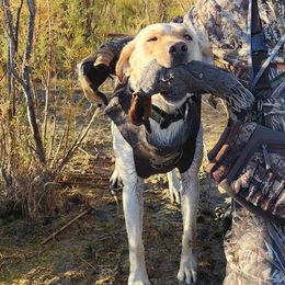 Labrador Retrievers from Joya Family Farm