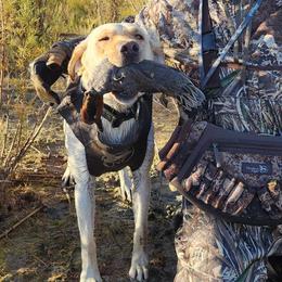Labrador Retrievers from Joya Family Farm