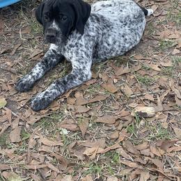 Bouree - Black roan female German Shorthaired Pointer puppy in Covington, Louisiana from Six Hitch Farm