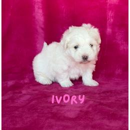 Girl 1 - female Havanese puppy in Fielding, Utah from LUCKY HAVANESE