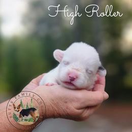 High Roller - Gray and white male American Corgi puppy in Cameron, North Carolina from Butts Family Corgis