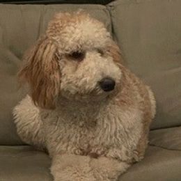 Hunny - Goldendoodle