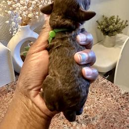 Green Collar - Brown white and tan male Cockapoo puppy in Palm Beach County, Florida from Benji’s Cockapoos