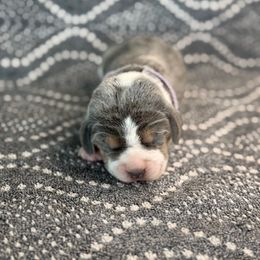 Girl 4 - female Beagle puppy in Shelley, Idaho from Idaho Beagles
