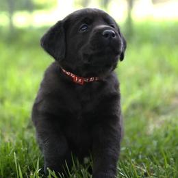 Mr. Red - Black male Labrador Retriever puppy in Morrill, Kansas from Grimm Girls Farm