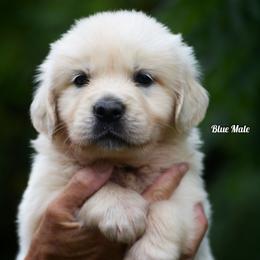 Fritter - Light golden male Golden Retriever puppy in Hagerstown, Maryland from Pinewood Acres Goldens