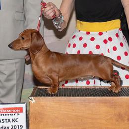 Annie - Dachshund