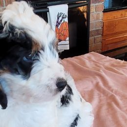 Jelly Roll - Tri-color Bernedoodle puppy in Laguna Hills, California from Bernedoodles By Faith