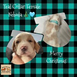 Teal Collar - Lemon and white female Basset Hound puppy in Callao, Virginia from Walk The Line Basset Hounds