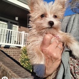 Bloodhound and Yorkshire Terrier All Grown Up from Buckingham Bloodhounds