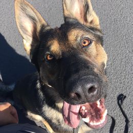 German Shepherds from Selkirk Shepherds