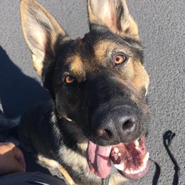 German Shepherds from Selkirk Shepherds