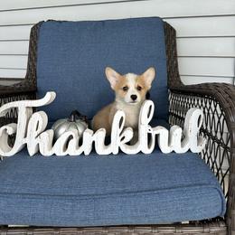 Qtis - Red male Pembroke Welsh Corgi puppy in Urbana, Ohio from Edgewood Farm and Kennel