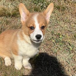 14 white collar - White and fawn male Pembroke Welsh Corgi puppy in Port Republic, Maryland from Bestfurends