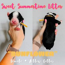 Sunflower Yellow Collar - Black and white female Sheepadoodle puppy in Republic, Missouri from DOOD & Co